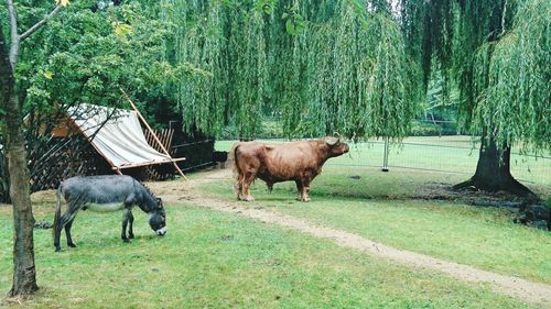 Horses grazing on field