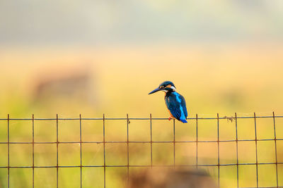 Kingfisher perching on fence
