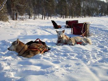 Dogs taking a nap on snow covered land