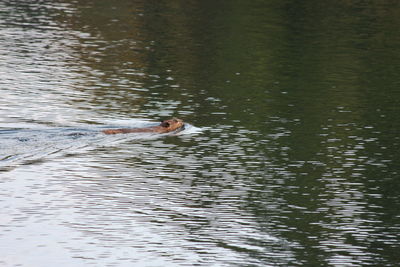 High angle view of duck swimming in lake