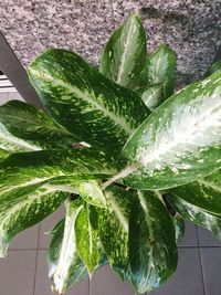 Close-up of fresh green plant