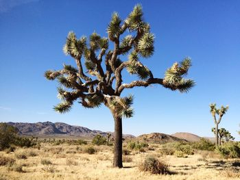 Trees on landscape against clear blue sky