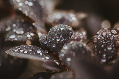 Close-up of raindrops on leaves