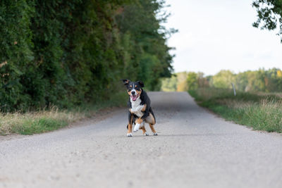 Dog running on road