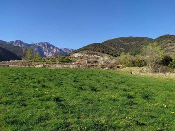 Scenic view of field against clear blue sky