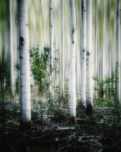 View of trees in forest