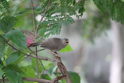 Close-up of bird perching on tree