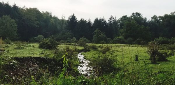 Scenic view of trees on field against sky