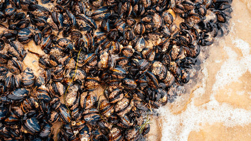 Close-up of bee on the ground