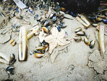 High angle view of shells on sand at beach