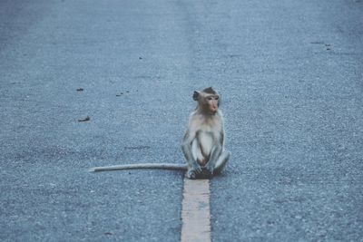 Monkey sitting on road