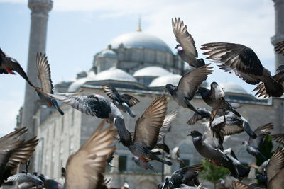 Low angle view of bird flying against sky