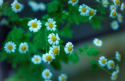 Close-up of white daisy flowers