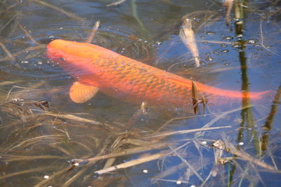 High angle view of koi carps swimming in pond