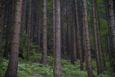 Pine trees in forest