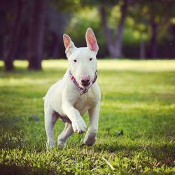 Portrait of dog running on grassy field