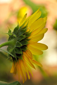 Close-up of yellow flowering plant