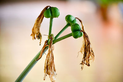 Close-up of wilted plant