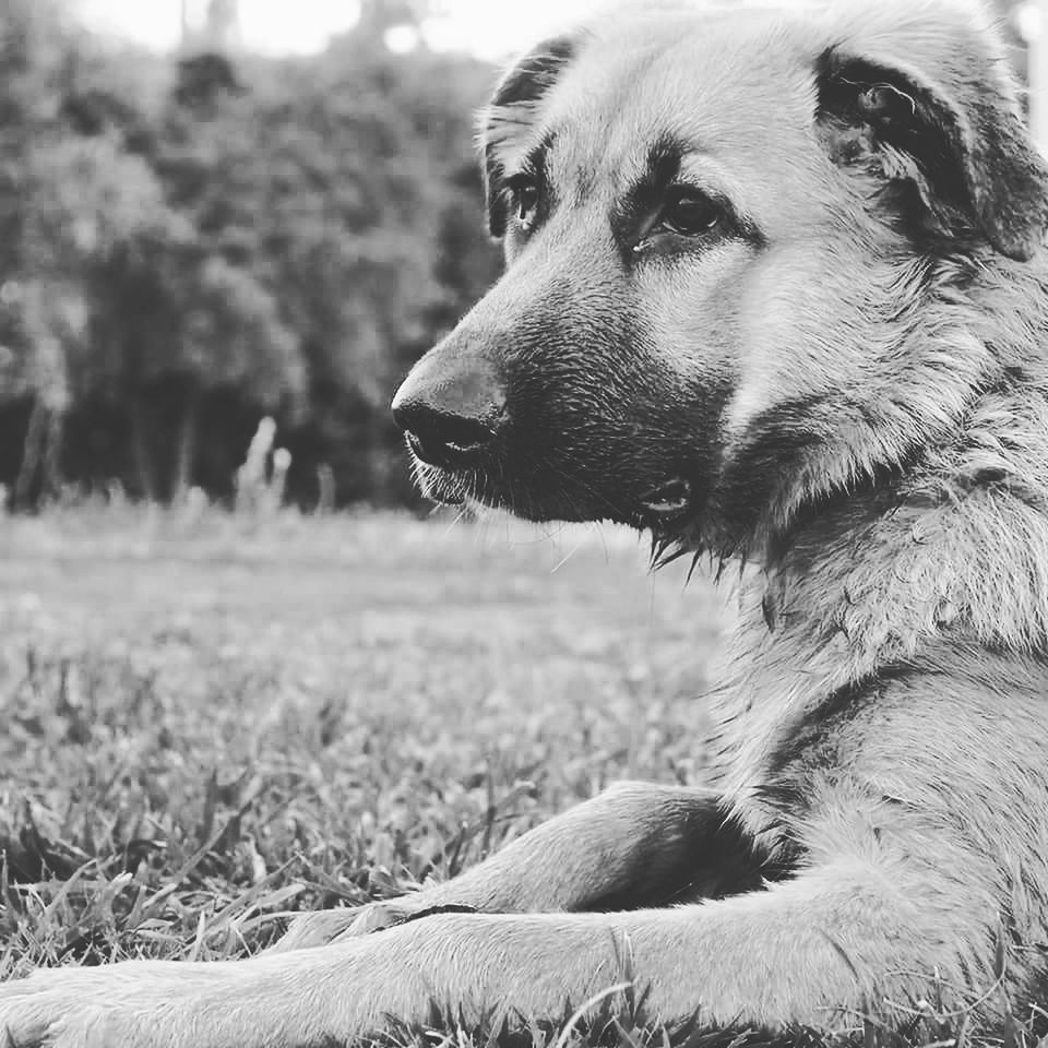 domestic animals, focus on foreground, one animal, animal themes, animal head, close-up, looking away, mammal, field, pets, outdoors, zoology