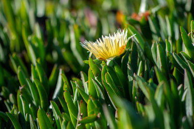 Close-up of flowering plant on field