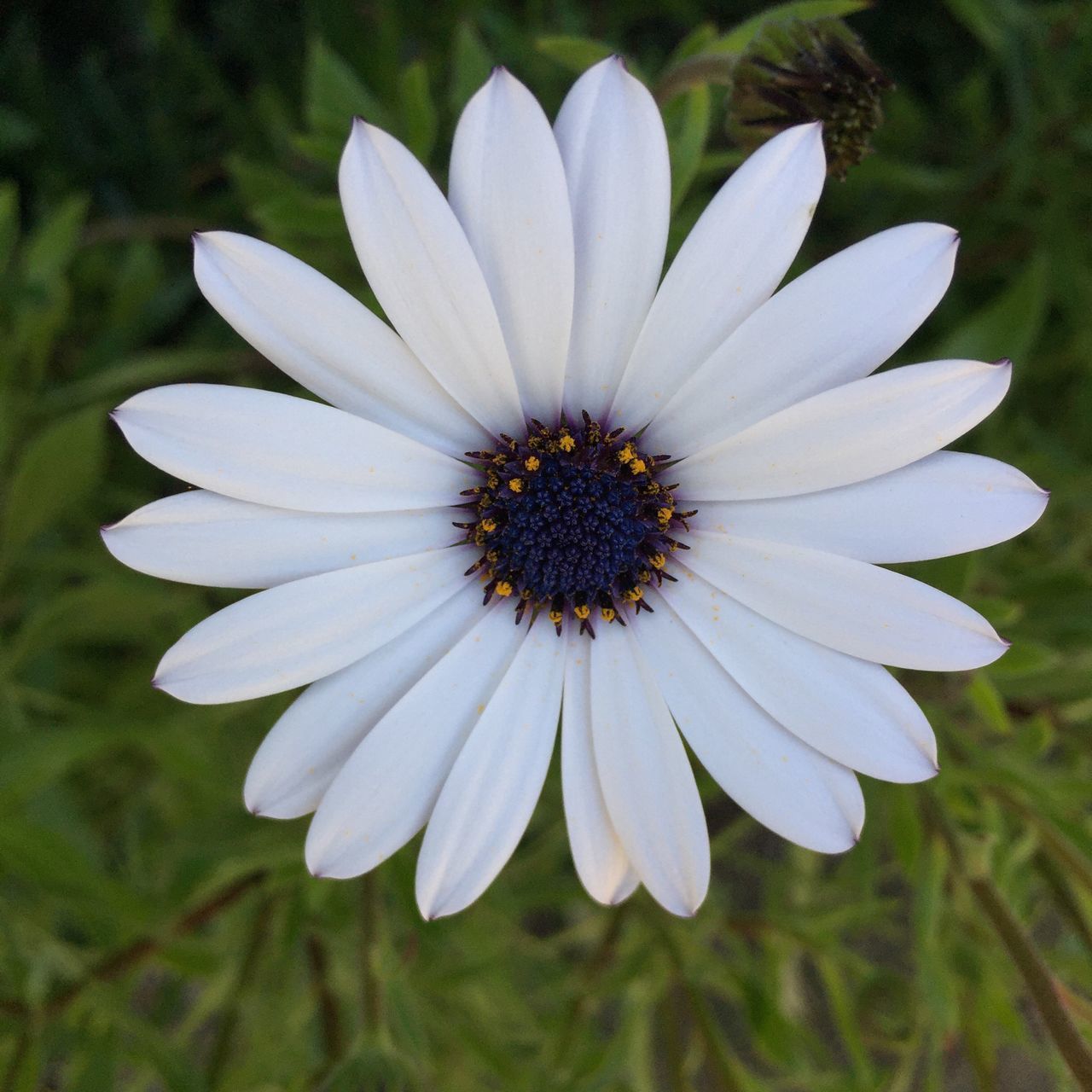 CLOSE-UP OF WHITE DAISY