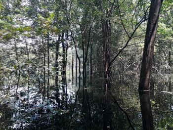 Scenic view of forest