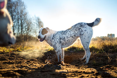 View of dog standing on land