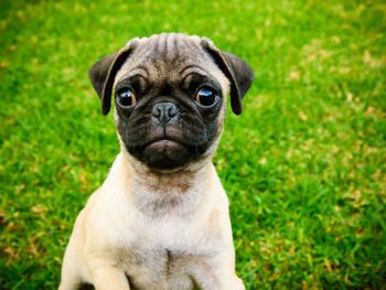 Close-up portrait of a dog