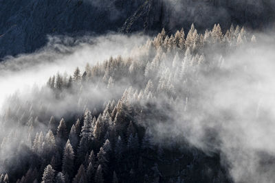 Panoramic view of pine trees in forest against sky