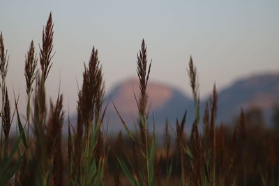 Close-up of stalks in field against sky