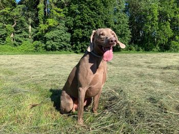 Dog lying on ground