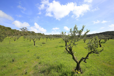 Scenic view of agricultural field against sky