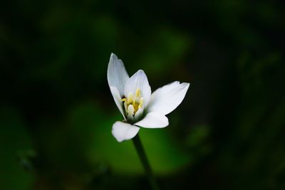 Close-up of white flowering plant