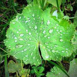 Close-up of water drops on leaves