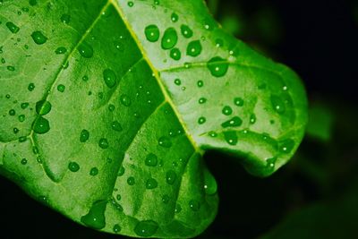 Close-up of wet plant leaves