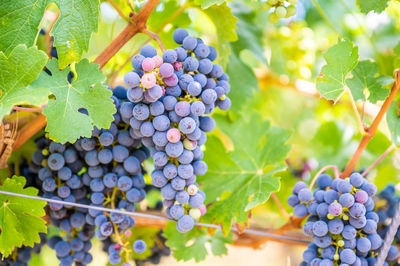 Close-up of grapes growing in vineyard