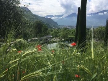 Scenic view of grassy field against sky