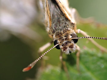 Close-up of insect on plant