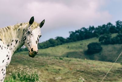 View of a horse on field