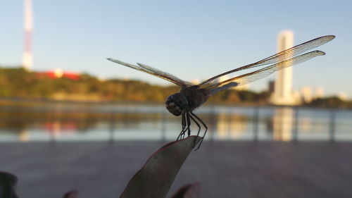 Close-up of insect