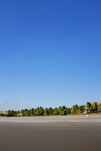 Scenic view of trees against clear blue sky