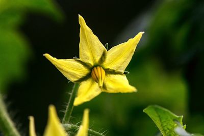 Close-up of yellow flower