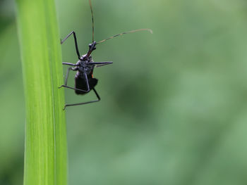 Close-up of insect on leaf