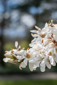 Close-up of white flowering plant