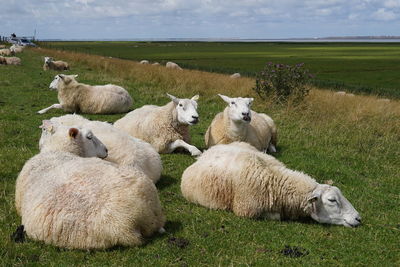 View of sheep on dike field