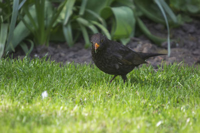 Black bird on grass