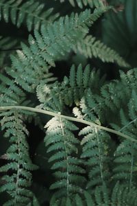 Green fern 