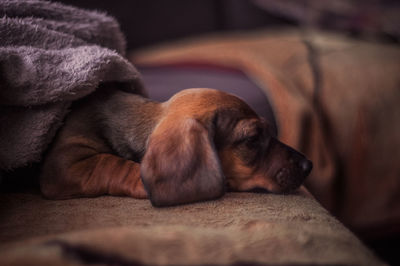 Close-up of dog