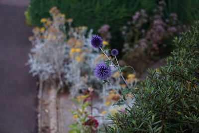 Globe thistles blooming outdoors