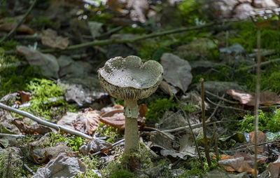 Close-up of mushroom growing on field